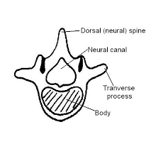 Coloring pages and worksheets ask a biologist. Skeleton Worksheet Answers Wikieducator