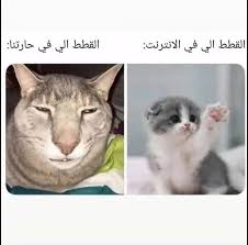 Pin By Dr Maha On Funny Arabic Funny Animals Cats