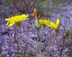 Image result for Crepis newii