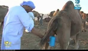 Urine from camels has been used in the arabian peninsula, iraq and jordan for medicinal purposes for centuries. To Avoid Mers Who Advises Not To Drink Camel Urine Really Emergency Management And Safety Solutions Inc