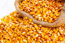 Maíz en grano