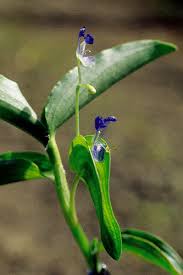 Image result for Commelina subulata