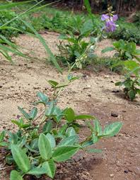 Image result for Desmodium incanum