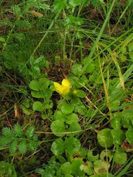 Image result for Lysimachia ruhmeriana