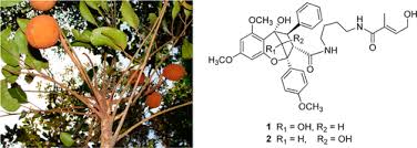 Image result for Sphenostylis marginata