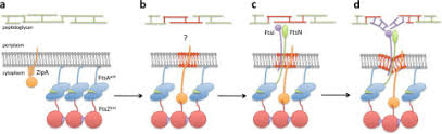 Cytokinesis in plant cell division occurs initially by the formation of a(n). In The Beginning Escherichia Coli Assembled The Proto Ring An Initial Phase Of Division Journal Of Biological Chemistry
