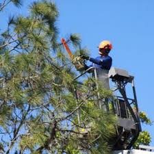 View more property details, sales history and zestimate data on zillow. Jw Tree Service Tree Services 1050 Jameson Rd Lithia Fl Phone Number