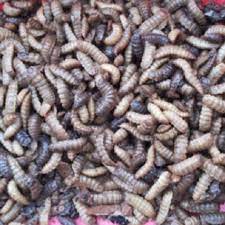 Check spelling or type a new query. Budidaya Maggot Bsf Apk 1 2 Download Apk Latest Version