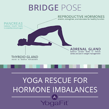 The Endocrine System Is Responsible For Hormonal Balance In The Body Yoga Is A Great Way To Balance These Hormones Yoga Postures Health Blog Yoga Techniques
