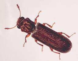 Check spelling or type a new query. Insect And Rodent Identification Pest Control Services Wells Pest Control Lancaster Ohio 43130