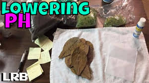 We did not find results for: How To Lower Ph In Freshwater Aquariums Spaghnum Moss Peat Moss Co2 Catappa Leaves And More Youtube