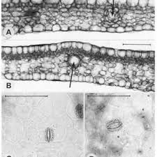 Image result for Brachystegia michelmorei