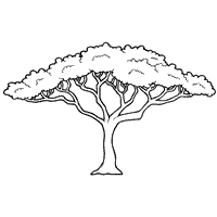 Check out some of our favorite acacia coloring pages. Acacia Tree Coloring Pages Surfnetkids African Tree Tree Drawing African Tree Silhouette