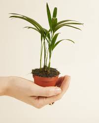 Image result for Dypsis