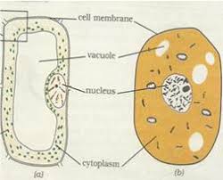 We did not find results for: Ncert Solutions For Class 8 Science Cell Structure And Functions