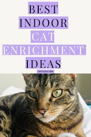 Cat Enrichment Diy 70 Indoor Cat Happiness Ideas In 2020 Indoor Cat Healthy Cat Food Cats