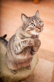 Pin By Burak Ramazan On Animals Cats Crazy Cats Pretty Cats