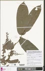 Image result for Dactyladenia