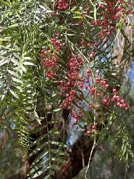 Le Faux Poivrier Un Arbre Facile A Vivre Arbre Ornemental Arbre Faux Poivrier
