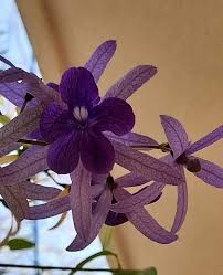 Image result for Petrea