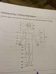 This quiz can help you. Solved Labeling Activity 1 Anterior Body Regions Label T Chegg Com