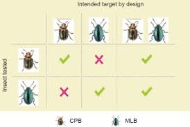 For warner bros., we've tried since the start of warner bros. Rna Based Biocontrols A New Paradigm In Crop Protection Sciencedirect