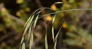 Maybe you would like to learn more about one of these? Perennial Brome Symbiosis Agriculture