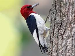 Pileated Woodpecker Identification All About Birds Cornell