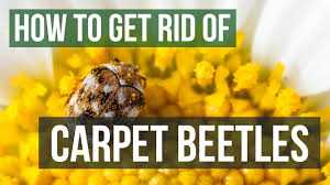 Do your own pest control and save up to 75%. How To Get Rid Of Carpet Beetles Youtube