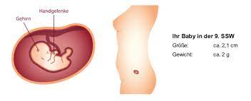 9 Ssw Schwangerschaftswoche Mutter Bauch Baby In 9 Ssw