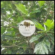 Berikut adalah manfaat daun sukun muda yang harus kamu ketahui. Exclusive Daun Sukun Organik Fresh Kering Obat Gagal Ginjal Manjur Exclusive Bukalapak Com Inkuiri Com