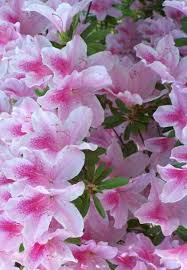 Carolian Azalea 3 6 Tall 3 6 Wide Evergreen Blooms In Spring Plant In Full Sun In Acidic Soil That Is Moist Slow Growth Rate Ww Spring Plants Azaleas Bloom