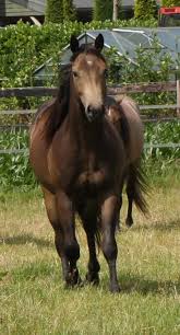 Duns always have primitive markings (shoulder blade stripes, dorsal stripe, zebra stripes on legs, webbing). Grullo Color Explained Photos Offered Of Grullo Shades