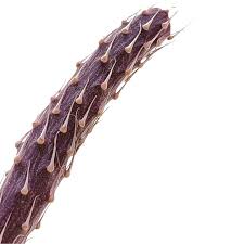 Image result for Kleinia schweinfurthii