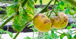 Image result for tomato seedling early blight