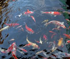 It really depends on the breed of the goldfish and the environment in which it is kept. How Do Fish Get In Ponds And Lakes Scienceabc