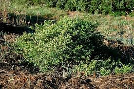 Image result for Pleiotaxis pulcherrima