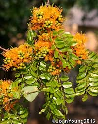 Image result for Cordyla