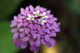 Candytuft Gibraltar Groundcover Purple Flower Arrangements Flower Arrangements Purple Flowers