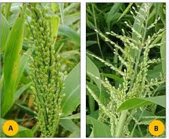 Image result for Urochloa semiundulata