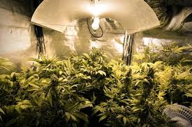 Blue light for cannabis vegetative stage. The Indoor Marijuana Grower S Guide To Artificial Lights Rqs Blog