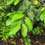 Image result for Embelia ruminata