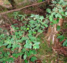 Image result for Triumfetta digitata