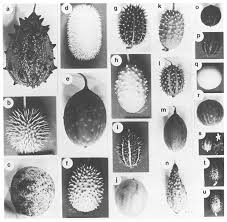 Image result for Cucumis meeusei