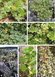Image result for Alchemilla johnstonii