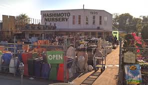 Maybe you would like to learn more about one of these? Hashimoto Nursery Since 1928 Japanese City Com