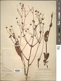 Image result for Alepidea amatymbica