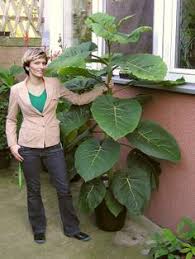 Has caused staff reduction and extensive australia post delays, although we are still posting seeds, we are not currently sending plants through the mail.we also need to advise that we will only be opening. 9 Fruit Tree S Ideas Fruit Trees Fruit Tomato Tree