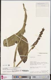 Image result for Ardisiandra sibthorpioides