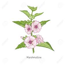 See more ideas about marshmallow root, marshmallow, medicinal plants. Marshmallow Flower Medical Herbs And Plants Isolated On White Royalty Free Cliparts Vectors And Stock Illustration Image 79158767